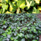 گل، گیاه پاپیتال