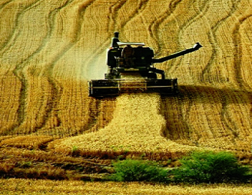 کشاورزی و دامداری