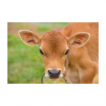 کنسانتره (میلامیکس) استارتر گوساله