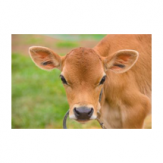 کنسانتره (میلامیکس) استارتر گوساله