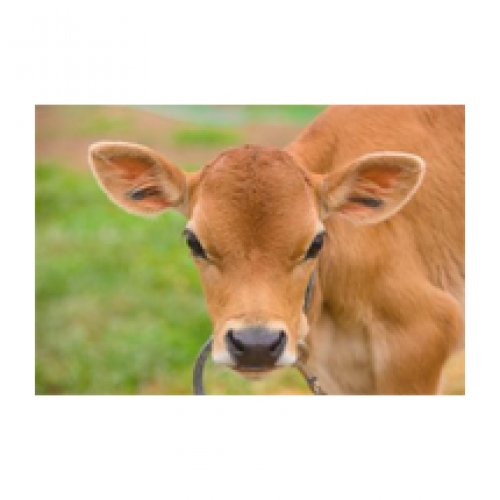 کنسانتره (میلامیکس) استارتر گوساله