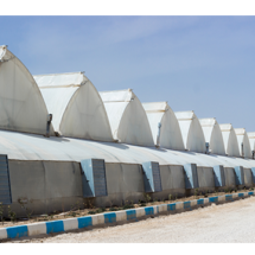 فیلم نایلون مخصوص گلخانه